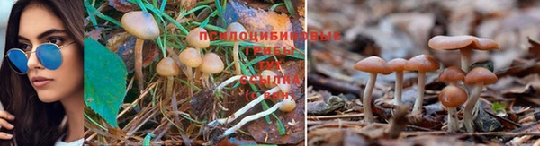 прущие грибы Абдулино